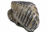 Southern Mammoth Upper M Molar - Hungary #357051-1